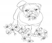 Coloriage bulldog anglais compagnon doux et gentil