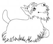 Coloriage terrier kerry blue originaire irlande