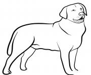 Coloriage Labrador Retriever dog