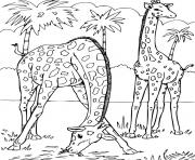 Coloriage 2 girafes dans la savane