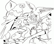 Coloriage perroquets et des oiseaux