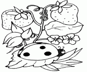 Coloriage Une coccinelle avec des fraises