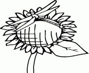 Coloriage une libellule se pose sur un tournesol