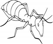 Coloriage fourmi insecte realiste