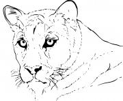 Coloriage puma animal realiste