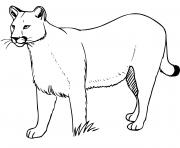 Coloriage puma concolor grand chat nord et sud amerique