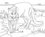 Coloriage cougar du lamerique du sud