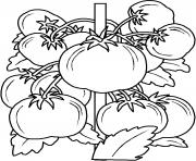 Coloriage plan de tomates