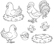 Coloriage poule coq poussins