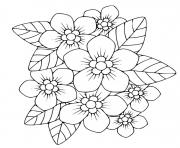 Coloriage phlox plante herbacee vivace