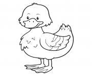 Coloriage canard colvert