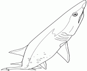 Coloriage requin sandtige