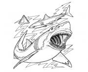 Coloriage requin baleine