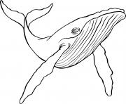 Coloriage baleine a bosse