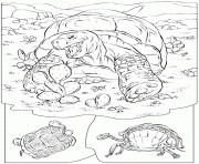 Coloriage tortue terrestre