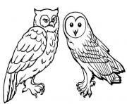 Coloriage chouette et hibou oiseau de meme famille