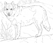 Coloriage loup gris realiste par supercoloring