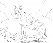 Coloriage loup rouge amerique du nord