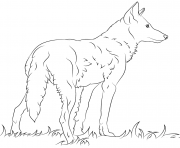 Coloriage loup rouge de floride