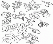 Coloriage feuilles et fruits d automne