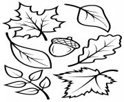 Coloriage feuilles automne arbres erable hetre chene