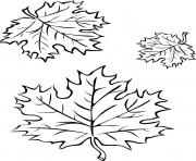 Coloriage trois feuilles automne