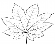 Coloriage feuille erable de vigne