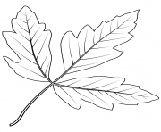 Coloriage feuille erable en ecorce