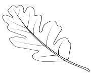 Coloriage feuille de chene de la vallee