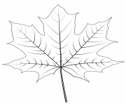 Coloriage feuille erable de Norvege