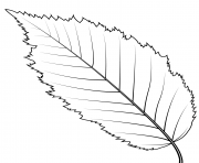 Coloriage feuille de charme americain