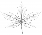 Coloriage feuille de buckeye de ohio