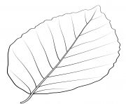 Coloriage feuille de hetre en cuivre