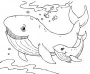 Coloriage baleine cachalot mammifere marin