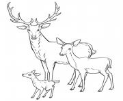 Coloriage cerf biche faon toute la famille