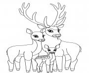 Coloriage cerf et sa famille biche faon