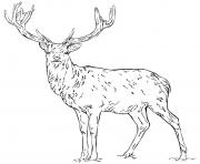 Coloriage cerf dans la nature realiste